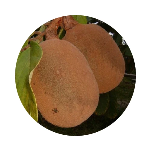 BEURRE DE CUPUAÇU bio